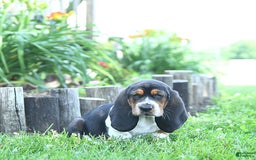Basset Hound dogs for sale: Shannon - Image 6