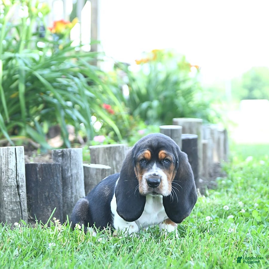 Basset Hound dogs for sale: Shannon - Image 6