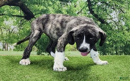 Anatolian Shepherd dogs for sale: AKC Dusty 2025 Male 5 - Image 13
