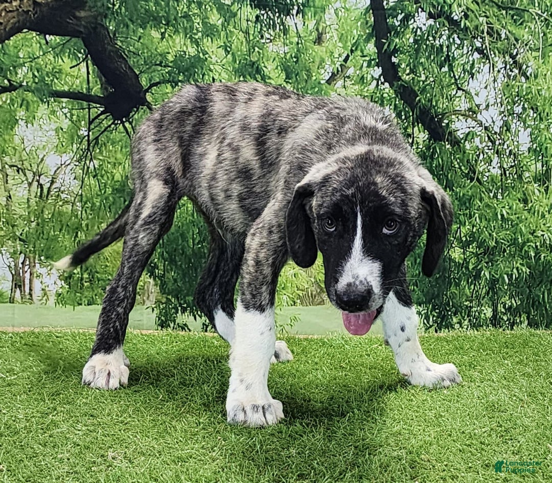 Anatolian Shepherd dogs for sale: AKC Dusty 2025 Male 5 - Image 13