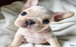 French Bulldog dogs for sale: Robert - Image 2