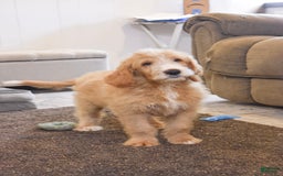 Goldendoodle dogs for sale: Archie - Image 5