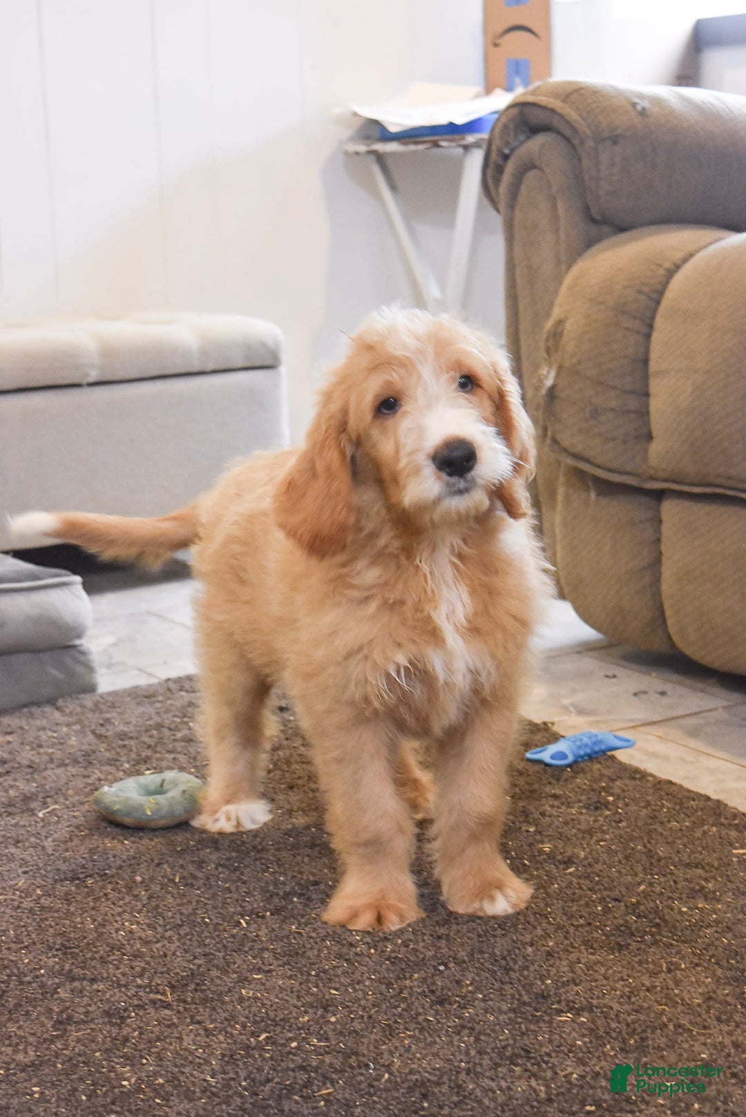 Goldendoodle dogs for sale: Archie - Image 5