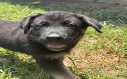 German Shepherd dogs for sale: Rowdy - Image 2