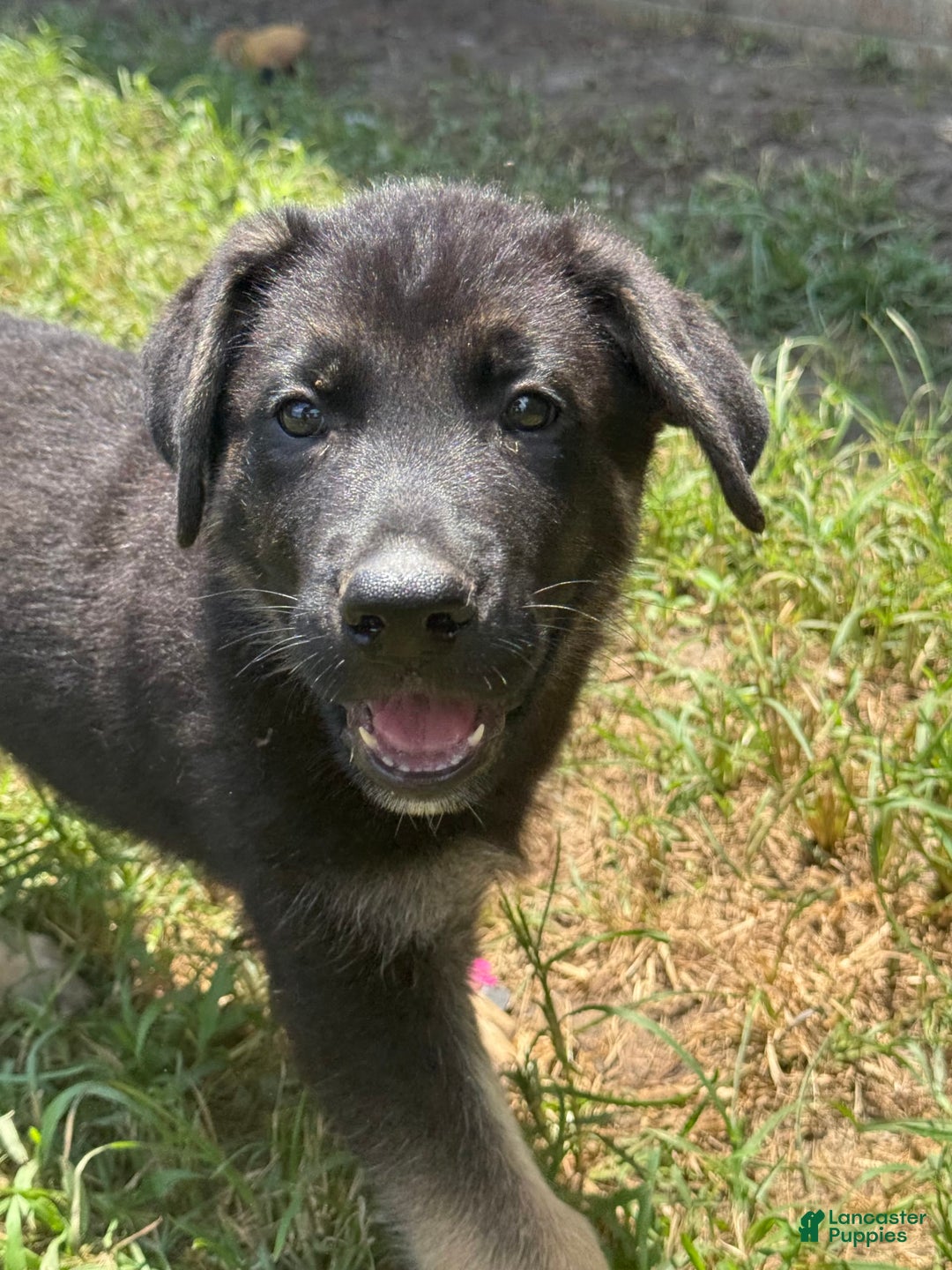 German Shepherd dogs for sale: Rowdy - Image 2