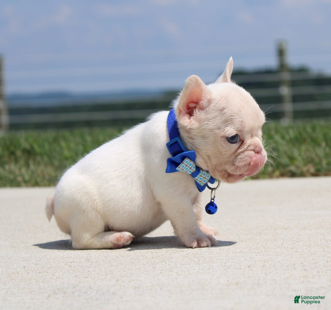 French Bulldog dogs for sale: Mitch - Image 2