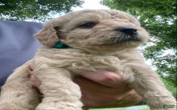 Labradoodle dogs for sale: Maxwell - Image 6