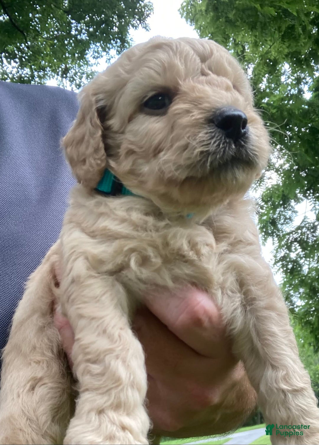 Labradoodle dogs for sale: Maxwell - Image 6
