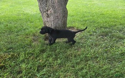 Great Dane dogs for sale: Storm - Image 21