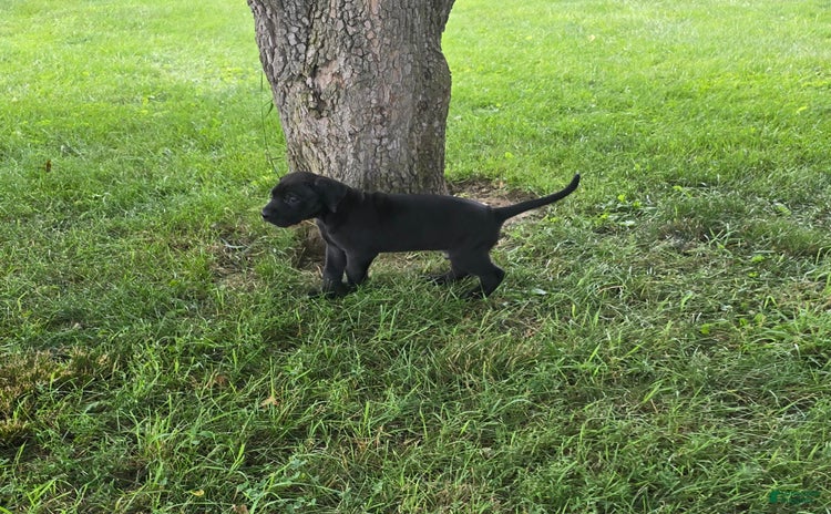 Great Dane dogs for sale - Ad 2