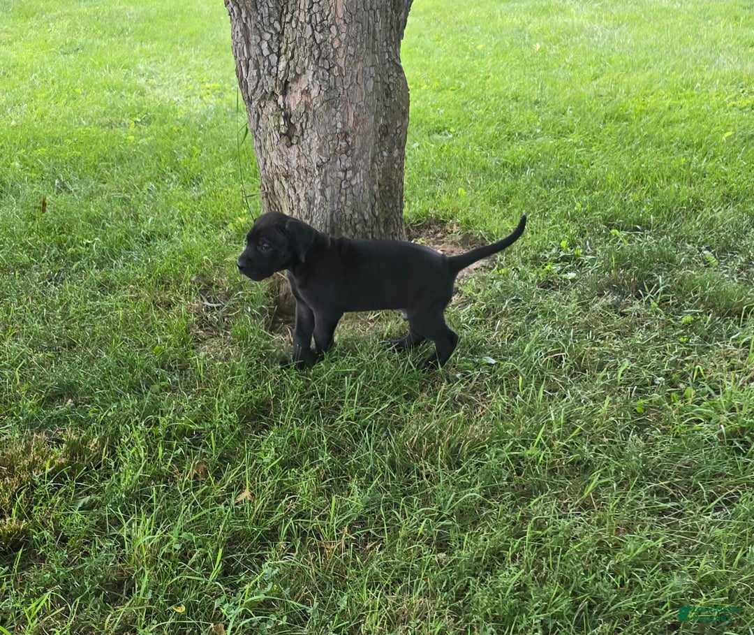 Great Dane dogs for sale: Storm - Image 21