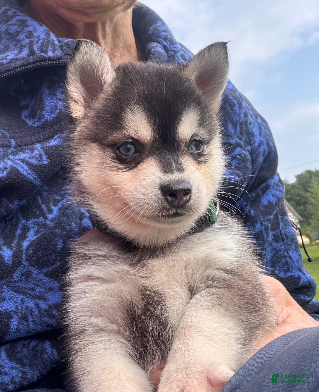 Alaskan Klee Kai dogs for sale: Blue Adam - Image 1