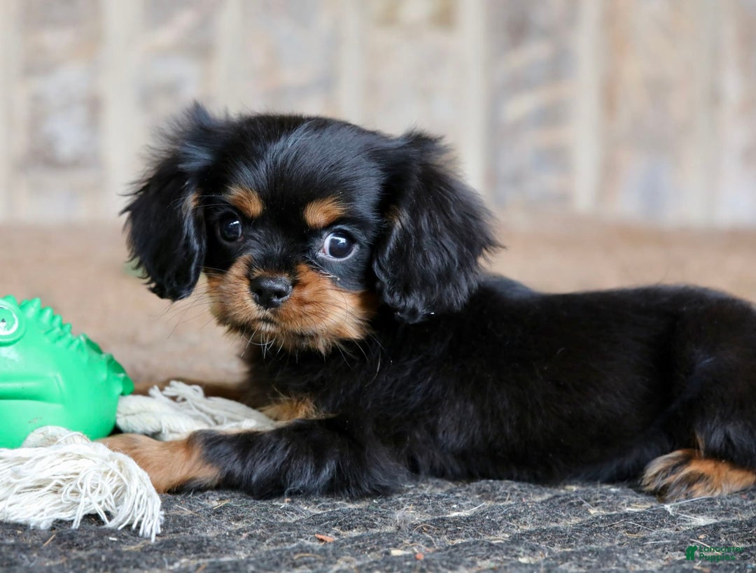 Cavalier King Charles Spaniel dogs for sale: Bentley - Image 5