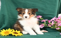 Shetland Sheepdog dogs for sale: Bandit - Image 2