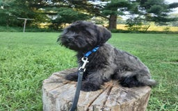Shihpoo dogs for sale: Cheyenne - Image 5