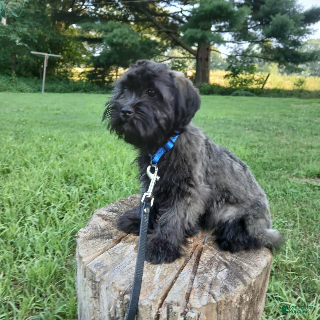 Shihpoo dogs for sale: Cheyenne - Image 5