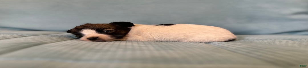 Coras Male