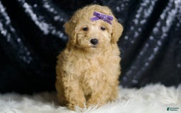 Miniature Poodle dogs for sale: Paris - Image 2