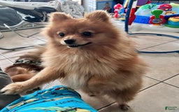 Pomchi dogs for sale: Cherry - Image 4