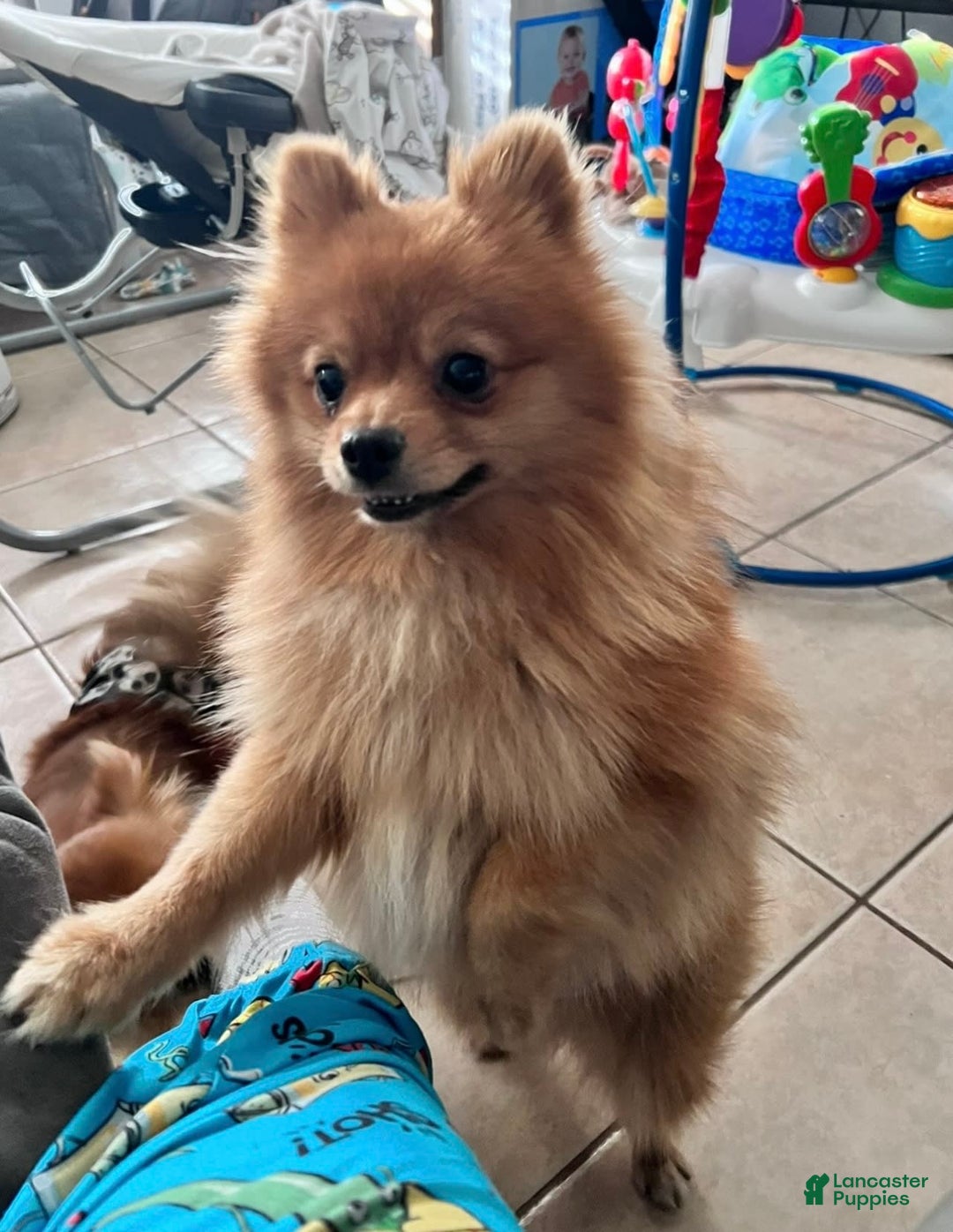Pomchi dogs for sale: Cherry - Image 4