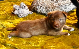 Gerberian Shepsky dogs for sale: Rocky - Image 9
