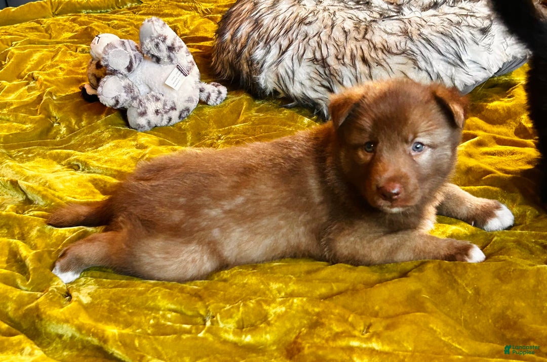 Gerberian Shepsky dogs for sale: Rocky - Image 9