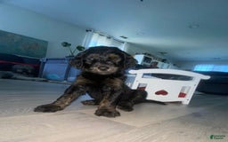 Bernedoodle dogs for sale: Baby Rocky - Image 1