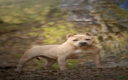 American Bully dogs for sale: Teddy - Image 6
