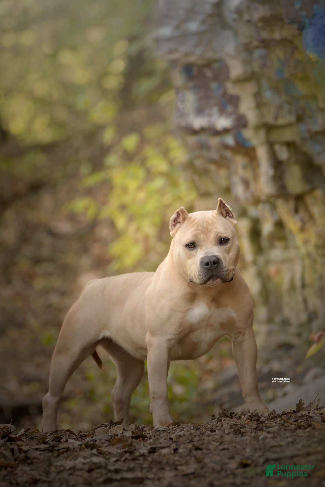 American Bully dogs for sale: Teddy - Image 6