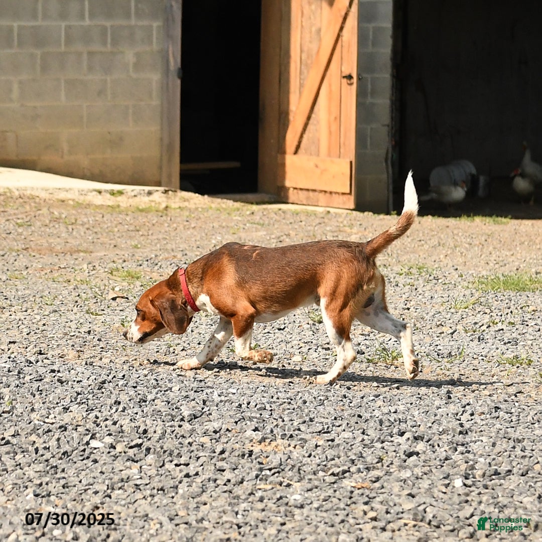 Beagle dogs for sale: Lynx - Image 5