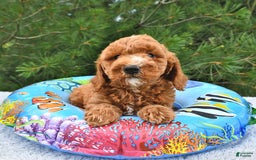 Mini Goldendoodle dogs for sale: Edger - Image 20