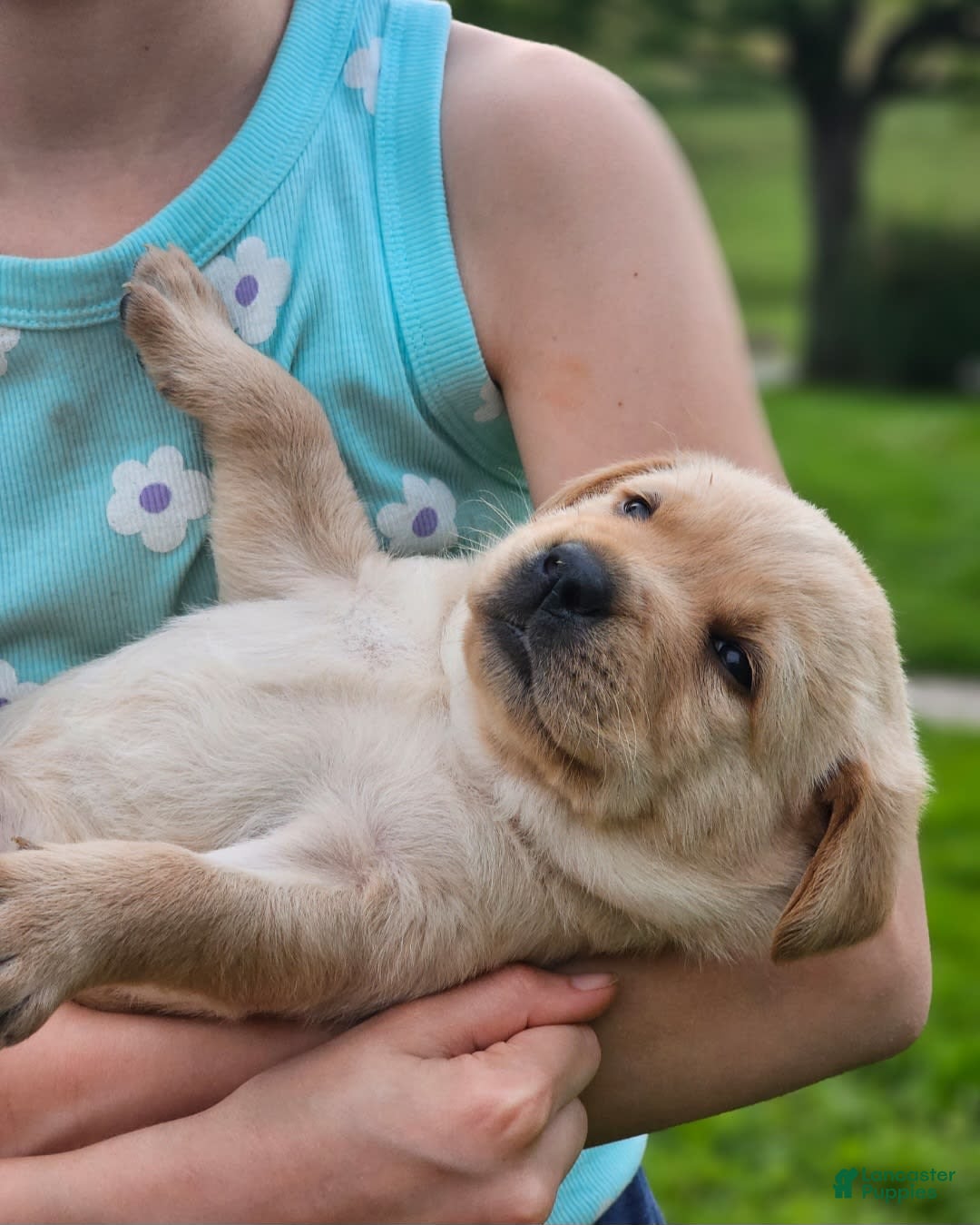 Labrador Retriever dogs for sale: Rainey - Image 3