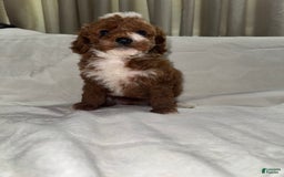Toy Poodle dogs for sale: Dream - Image 2