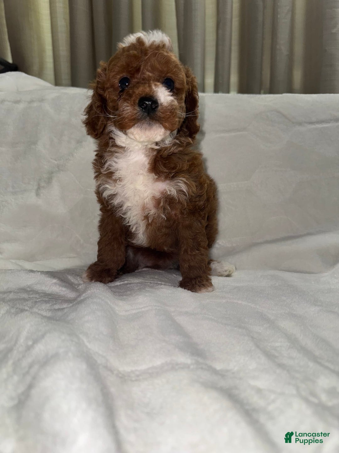 Toy Poodle dogs for sale: Dream - Image 2