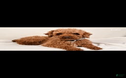Cockapoo dogs for sale: Sonny - Image 11