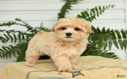 Maltipoo dogs for sale: Tanner - Image 3