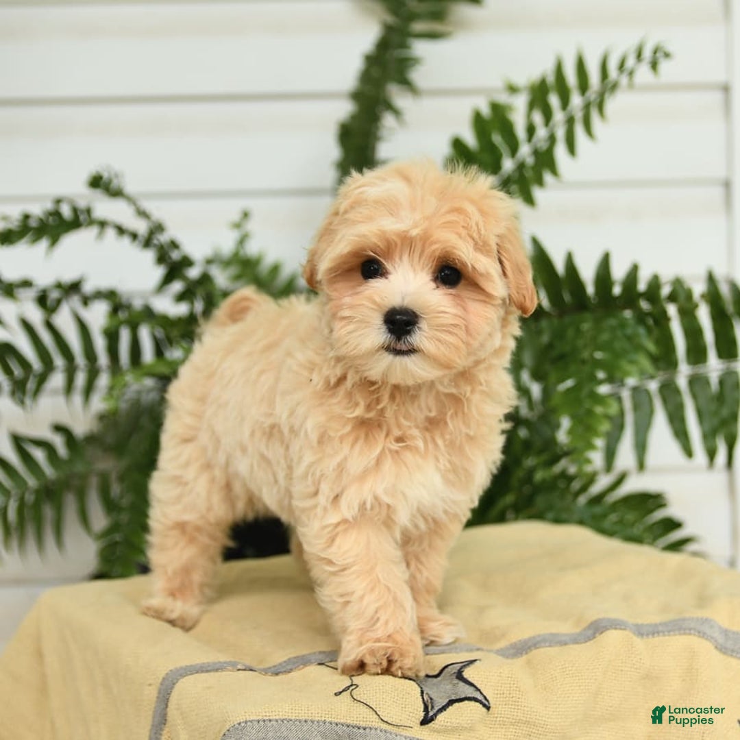 Maltipoo dogs for sale: Tanner - Image 3