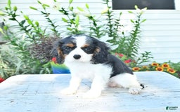 Cavalier King Charles Spaniel dogs for sale: Lilly - Image 14
