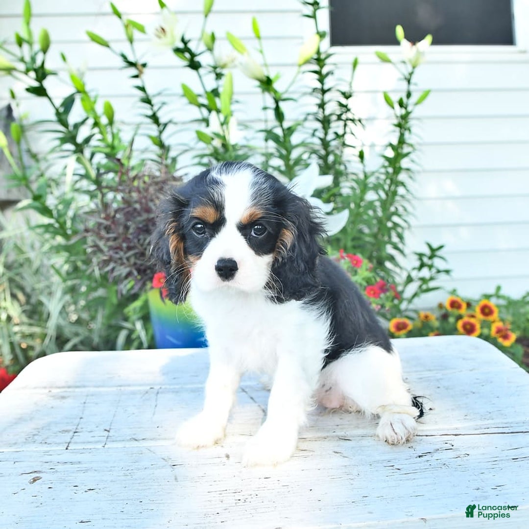 Cavalier King Charles Spaniel dogs for sale: Lilly - Image 14