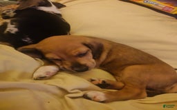 Beagle dogs for sale: Socks - Image 4