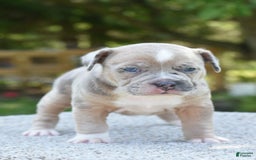 Olde English Bulldogge dogs for sale: Rosie Mini Bulldogge - Image 22