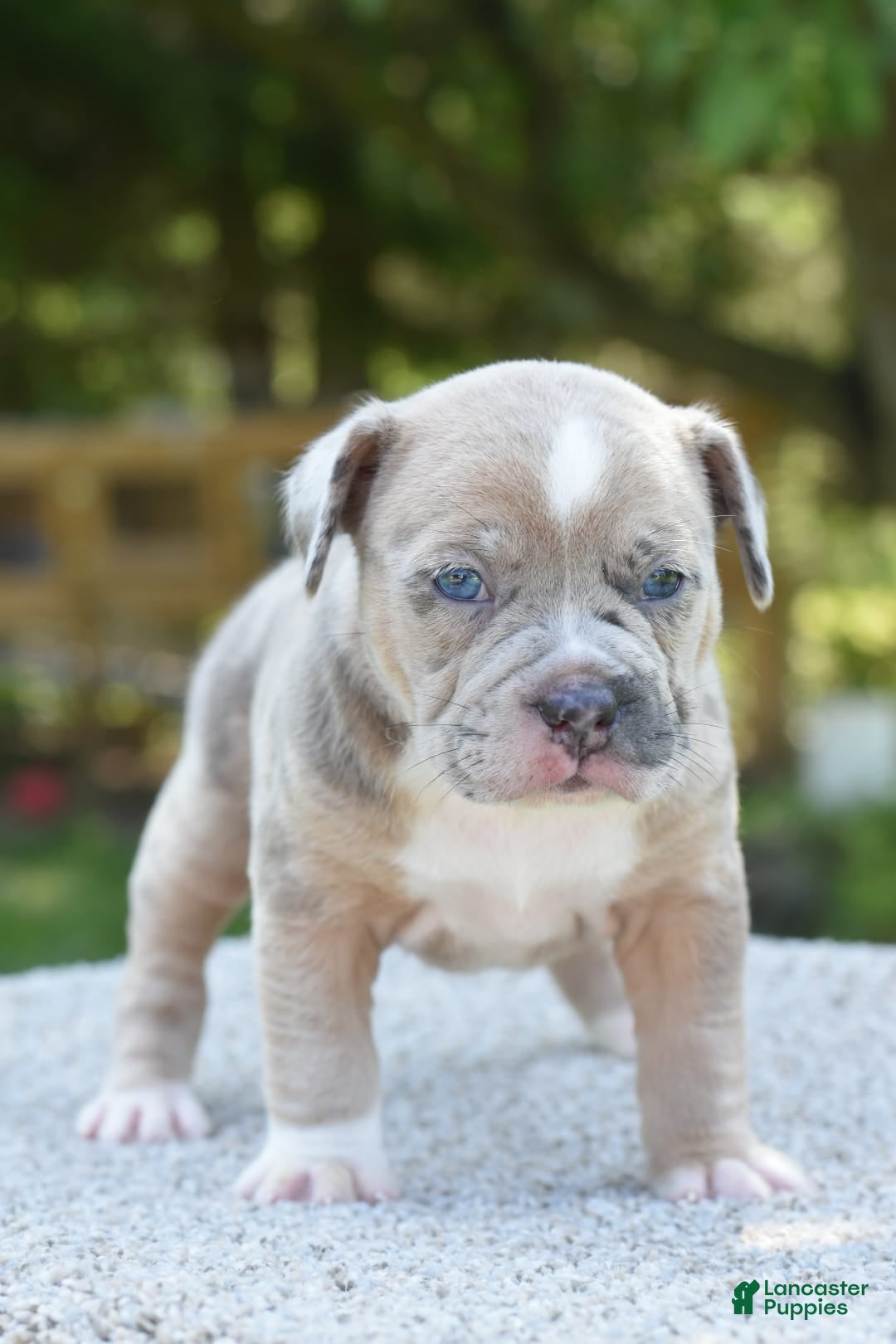 Olde English Bulldogge dogs for sale: Rosie Mini Bulldogge - Image 22