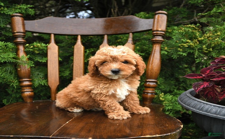 Miniature Poodle dogs for sale - Ad 2
