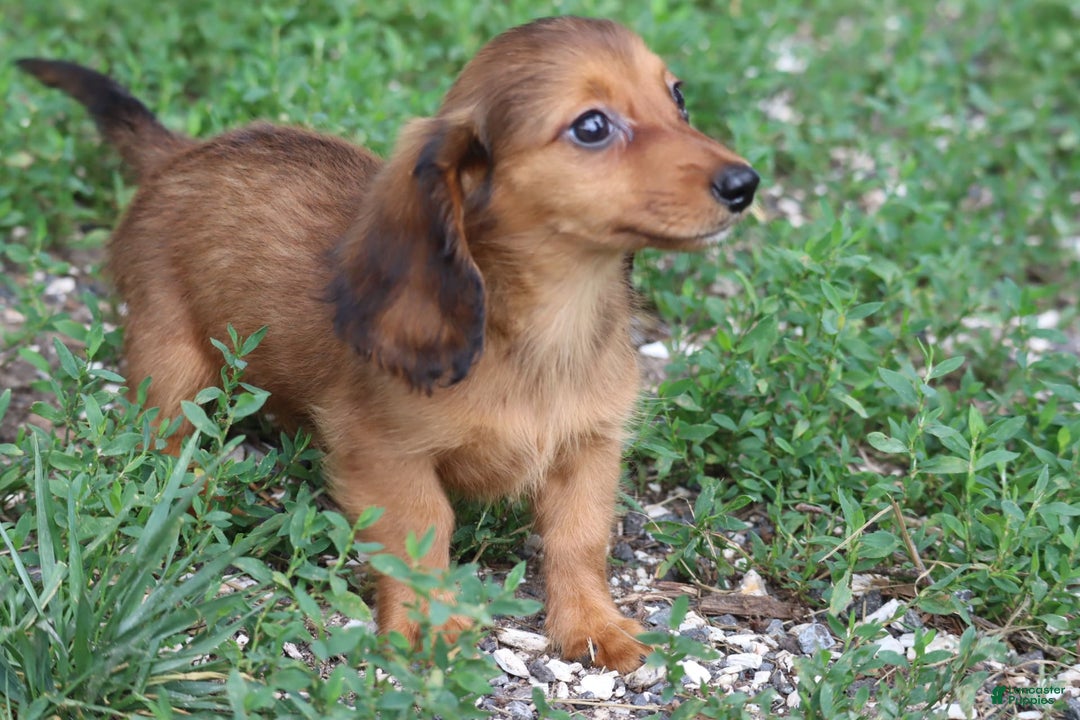 Miniature Dachshund dogs for sale: Dora - Image 15