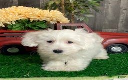 Coton De Tulear dogs for sale: Apollo - Image 3