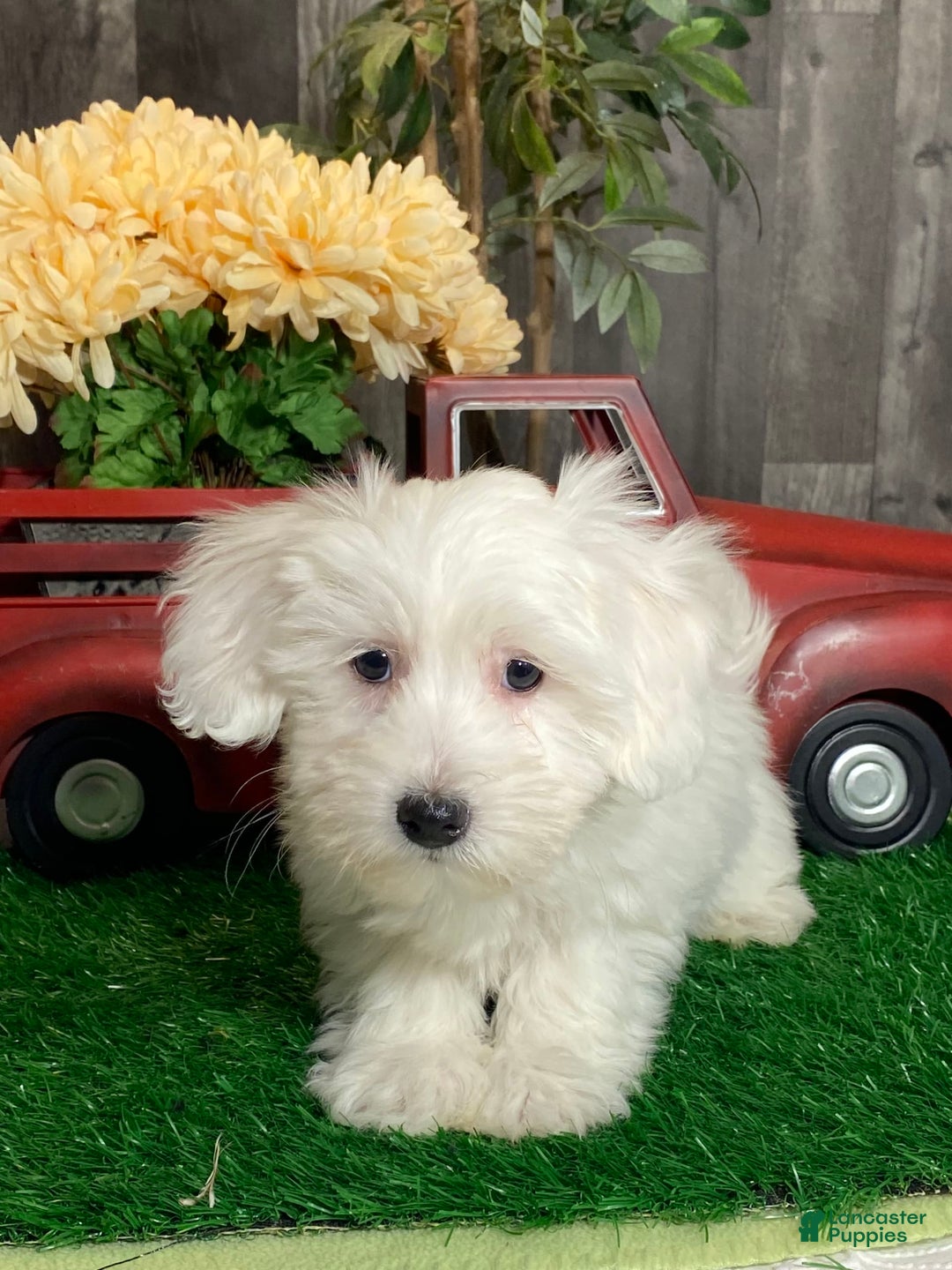 Coton De Tulear dogs for sale: Apollo - Image 3