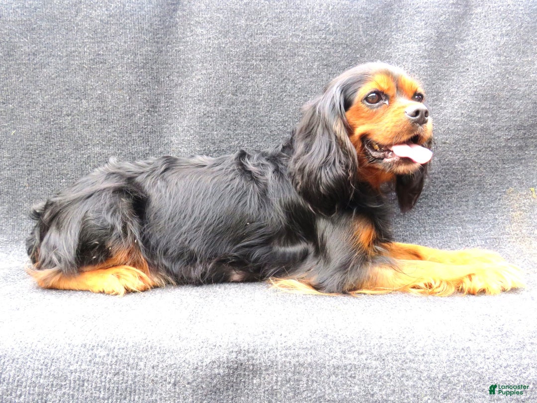 Cavalier King Charles Spaniel dogs for sale: Checkers - Image 6