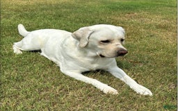 Labrador Retriever dogs for sale: Misty - Image 7