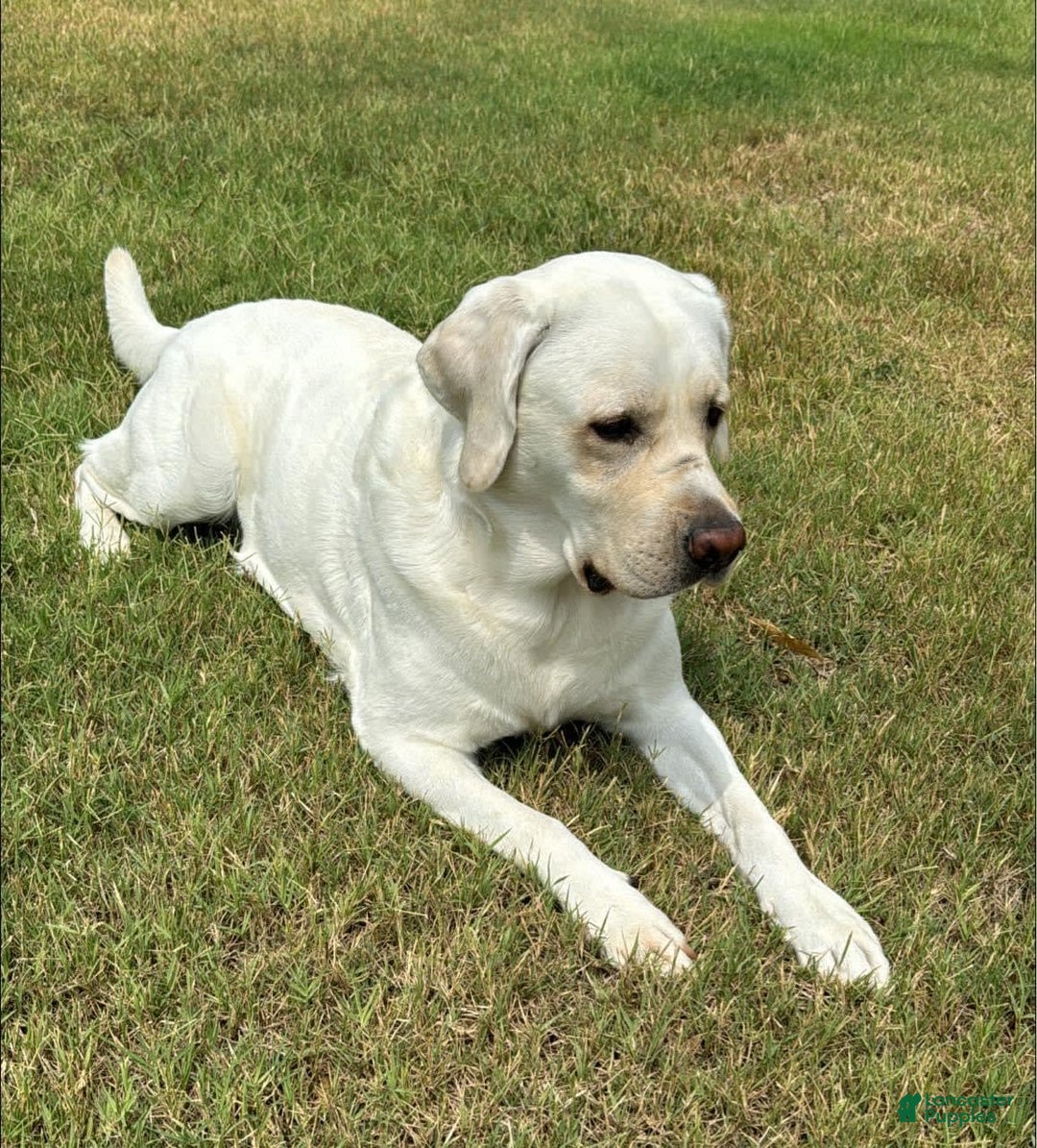 Labrador Retriever dogs for sale: Misty - Image 7
