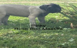 English Mastiff dogs for sale: Pinky - Image 2